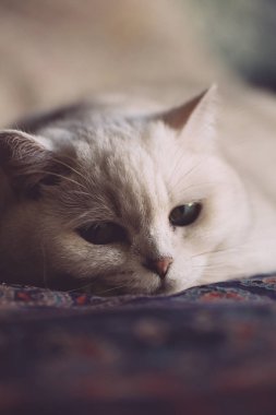 Beyaz kedi yatak odasındaki yatakta dinleniyor. Kedi bak.