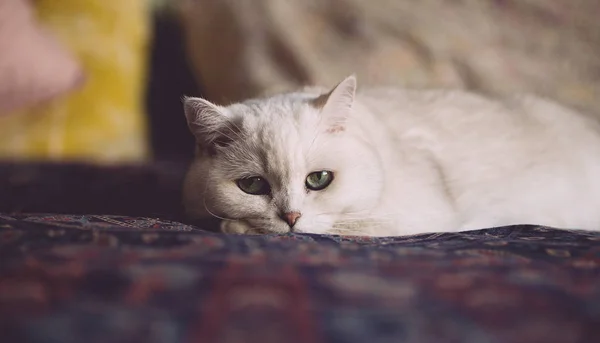 Un gato blanco descansa en la cama del dormitorio. Mira gato — Foto de Stock