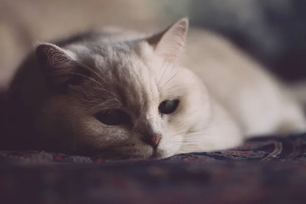 Un gato blanco descansa en la cama del dormitorio. Mira gato — Foto de Stock