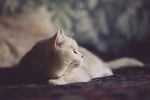 Il gatto bianco sta riposando sul letto in camera da letto. Guarda il gatto — Foto Stock