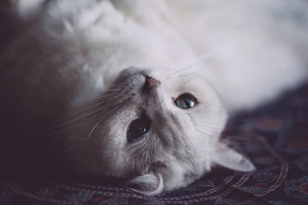 Un gato blanco descansa en la cama del dormitorio. Mira gato —  Fotos de Stock