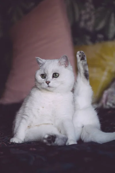 Il gatto si siede in una posa divertente mentre si lava e si lecca — Foto Stock