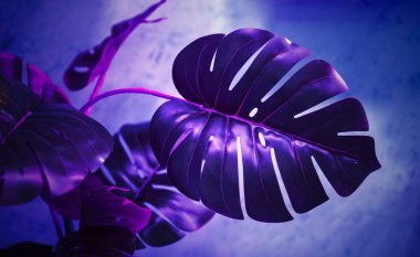 Mor neon renkli tropik canavar yaprağı.