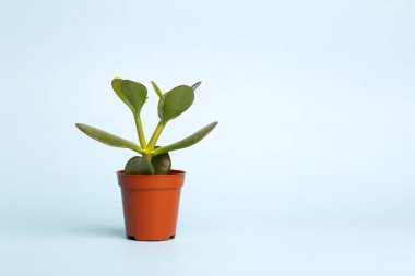 Mavi arka planda saksıda küçük bir bitki. Büyüme ve gelişim
