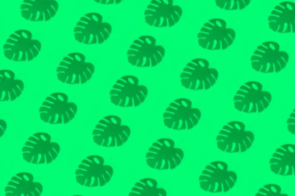 Wzór z cieni tropikalnych liści i roślin na colo — Zdjęcie stockowe