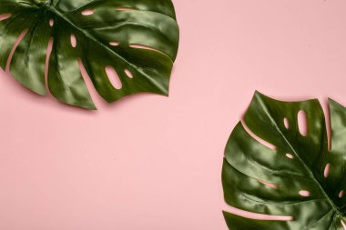 Canavar yaprağı arka planı. Renkli pastel arka planda tropik orman yaprakları. Boşluğu kopyala.