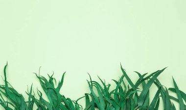 Okaliptüs arka planı. Renkli pastel arka planda okaliptüs yaprakları. Boşluğu kopyala.