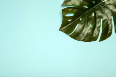 Canavar yaprağı arka planı. Renkli pastel arka planda tropik orman yaprakları. Boşluğu kopyala.