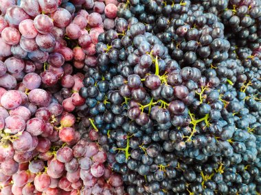 Siyah üzüm arka planı. Markette ya da süpermarkette bir sürü kara üzüm. Kırmızı şarap için üzüm..