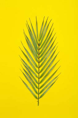 Sarı arka planda tropik yapraklar. Renkli arka planda tropik orman palmiye yaprakları. Düz konsept, boşluğu kopyala.