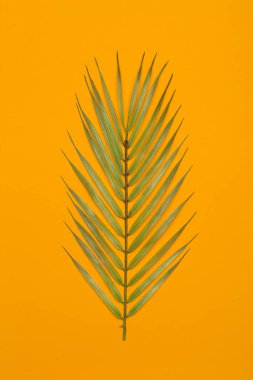 Turuncu arka planda tropik yapraklar. Renkli arka planda tropik orman palmiye yaprakları. Düz konsept, boşluğu kopyala.