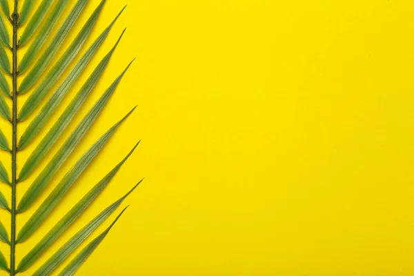 Foglie Tropicali Fondo Giallo Foglie Tropicali Palme Della Giungla Uno — Foto Stock