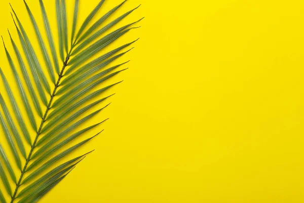 Tropical leaves on a yellow background. Tropical leaves of jungle palm trees on a colored minimal background. Flatlay concept, copy space.