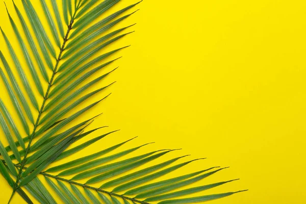 Tropical leaves on a yellow background. Tropical leaves of jungle palm trees on a colored minimal background. Flatlay concept, copy space.