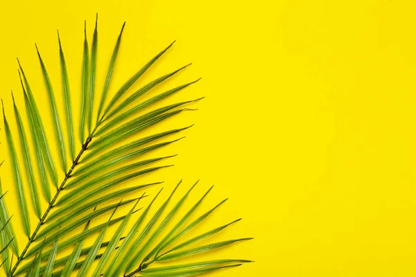 Foglie Tropicali Fondo Giallo Foglie Tropicali Palme Della Giungla Uno — Foto Stock