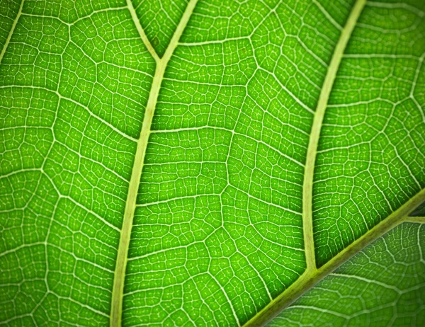 Växtlöv Makro Grön Textur Och Mönster Ett Blad Växt Grön — Stockfoto