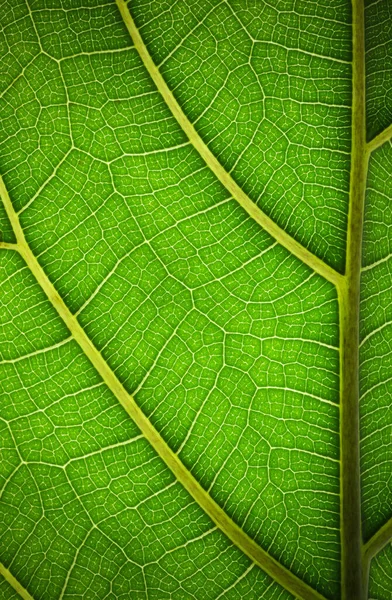 Φύλλο Φυτών Μακροεντολή Πράσινη Υφή Και Μοτίβο Ένα Φύλλο Φυτού — Φωτογραφία Αρχείου