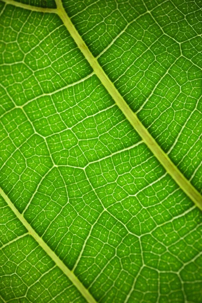 植物叶子在宏观上 植物叶子上的绿色纹理和花纹 绿色自然有机背景 — 图库照片