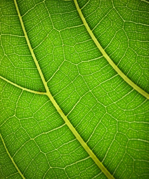 Växtlöv Makro Grön Textur Och Mönster Ett Blad Växt Grön — Stockfoto