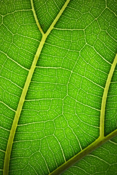 Hoja Planta Macro Textura Verde Patrón Sobre Hoja Planta Naturaleza — Foto de Stock