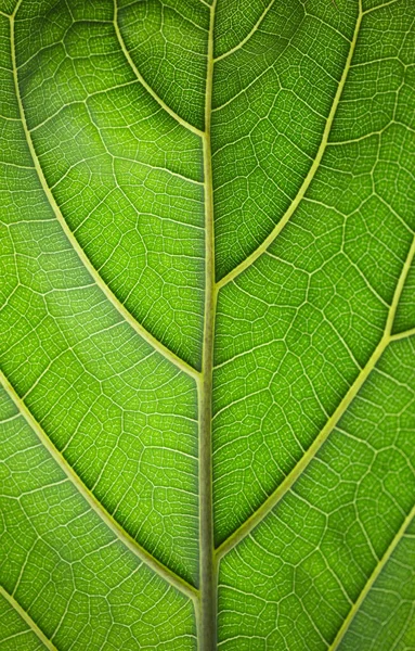Makroda Bitki Yaprağı Yeşil Doku Desen Bir Bitkinin Yaprağında Yeşil — Stok fotoğraf