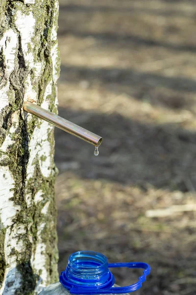 Birch Sap Drops Springtime Birch Juice Water Forest — Stock Photo, Image