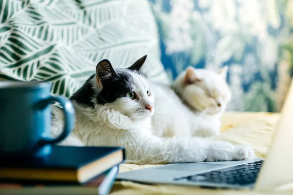 呆在家里保持安全的概念 猫科动物在检疫和自我隔离的过程中在电脑上出现 在家工作和自由职业 远程学习 在线娱乐概念 — 图库照片