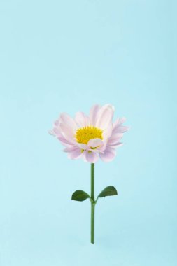 Renkli arka planda pembe bir çiçek. Çiçekli arka plan yaratıcısı. Boşluğu kopyala.