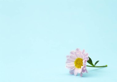 Renkli arka planda pembe bir çiçek. Çiçekli arka plan yaratıcısı. Boşluğu kopyala.