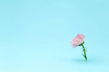 Renkli arka planda pembe bir çiçek. Çiçekli arka plan yaratıcısı. Boşluğu kopyala.