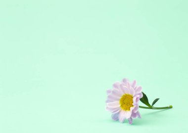 Renkli arka planda pembe bir çiçek. Çiçekli arka plan yaratıcısı. Boşluğu kopyala.