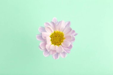 Renkli arka planda pembe bir çiçek. Çiçekli arka plan yaratıcısı. Boşluğu kopyala.