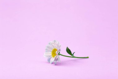 Renkli arka planda pembe bir çiçek. Çiçekli arka plan yaratıcısı. Boşluğu kopyala.