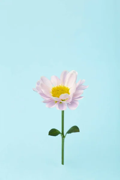 Rózsaszín Virág Egy Színes Minimális Háttér Virágos Háttér Kreatív Fénymásolási — Stock Fotó
