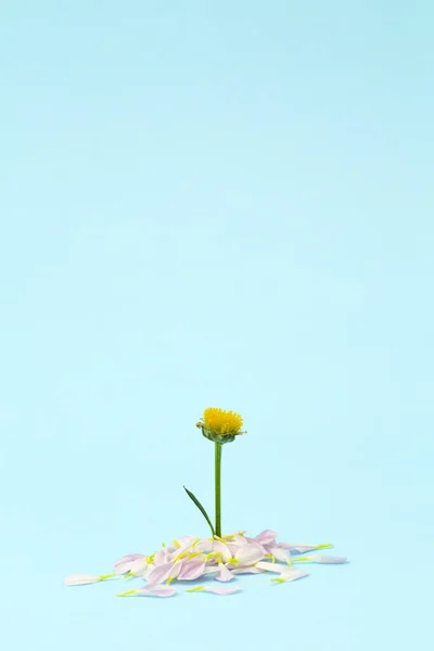 Rózsaszín Virág Egy Színes Minimális Háttér Virágos Háttér Kreatív Fénymásolási — Stock Fotó