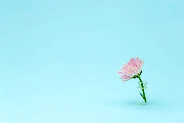 Pink flower on a colored minimal background. Floral background creative. Copy space.