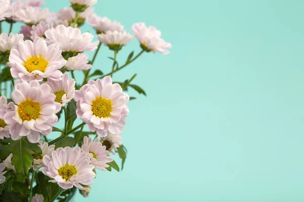 Pink flowers on a colored minimal background. Floral background concept.