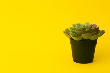 Sarı arka planda sulu kaktüs bitkisi. Boşluğu kopyala.