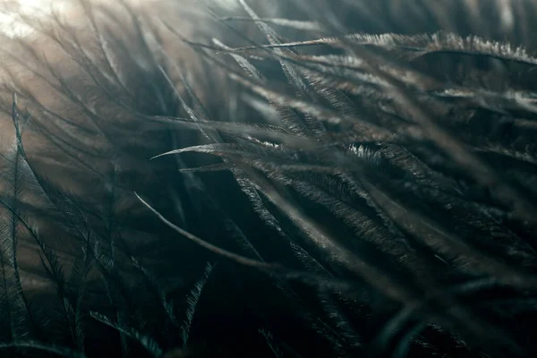 Feathers in macro. Brown ostrich feathers in the sunlight close up.
