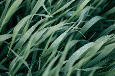 Yazın şafakta, gün ışığında çiğ damlalarıyla yeşil çimenler. Yağmurdan sonra tarlada temiz, ıslak, yemyeşil çayırlar..