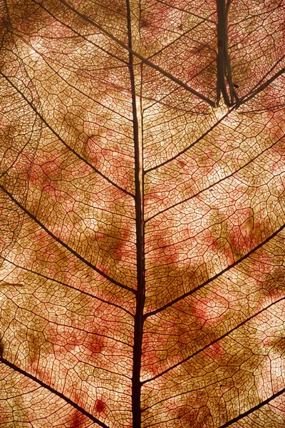 Arkaplanı Kapatır Dekoratif Arka Planda Mikro Desenli Eski Yapraklarla Kurudu — Stok fotoğraf