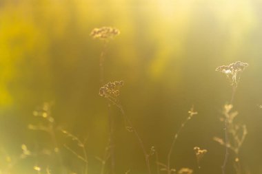 Güneşli doğa geçmişi. Çayır ve tarla bitkileri, çiçekler ve bitkiler yazın gün ışığında..