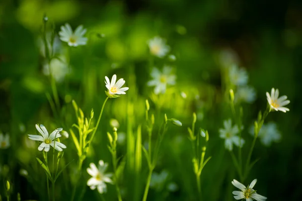 Fiori Selvatici Giardino Sfondo Foresta Fiori Campo Fiori Stellaria Prato — Foto Stock