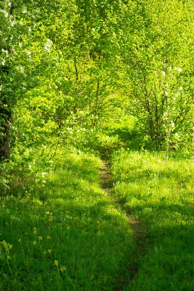 Verano Soleado Bosque Verde Sendero Soleado Bosque Verano Ecología Belleza —  Fotos de Stock