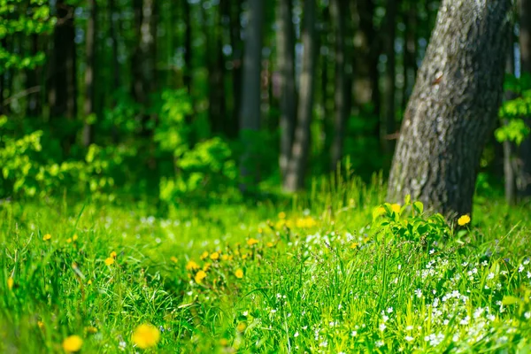 Bandeira Floresta Verão Ensolarado Floresta Borrão Fundo Natureza Florestal Com — Fotografia de Stock