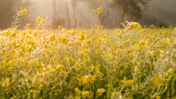 Morning Shunshine Mustard Field Timelapse — Stock Video