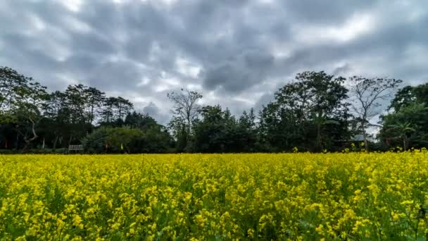 Timelapse du champ de moutarde dans le nord-est de l'Inde 