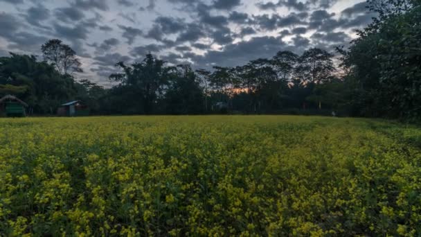 Timelapse Del Amanecer Campo Mostaza Assam — Vídeo de stock