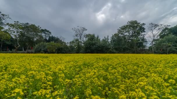 Campo Mostarda Timelapse Nordeste Índia — Vídeo de Stock