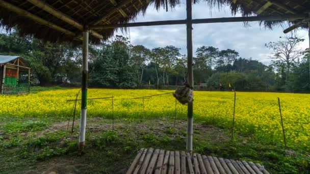 Campo Mostarda Timelapse Nordeste Índia — Vídeo de Stock